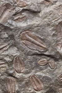 Fossilised Trilobites